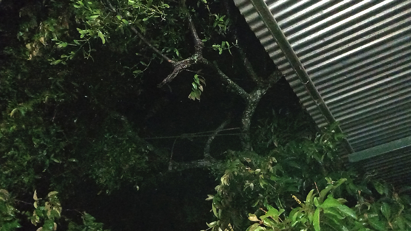 La casa donde cayó el árbol