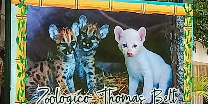 Terminó la cuarentena para el puma albino y ahora lo someterán a un minucioso chequeo médico