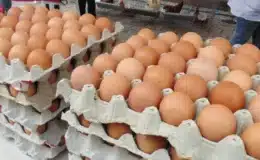 Cajilla con huevos se compra en Juigalpa 165 córdobas