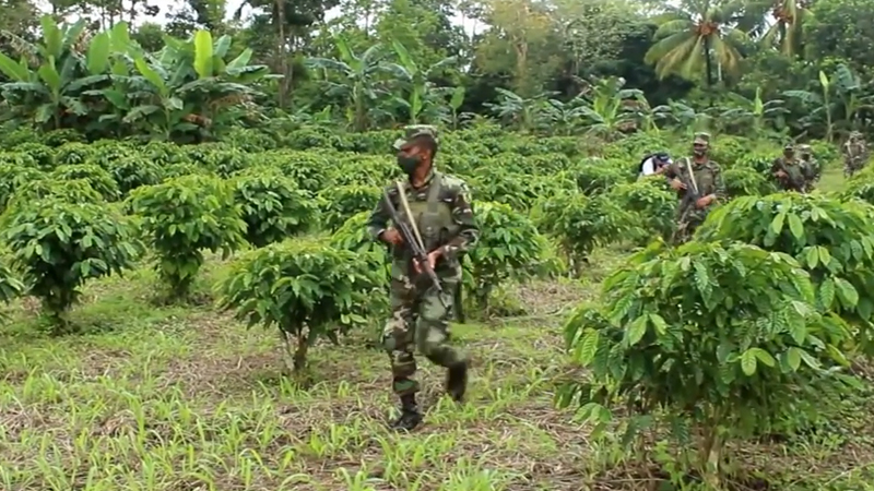 Tropas del Quinto Comando Militar vigilan las fincas cafetaleras 