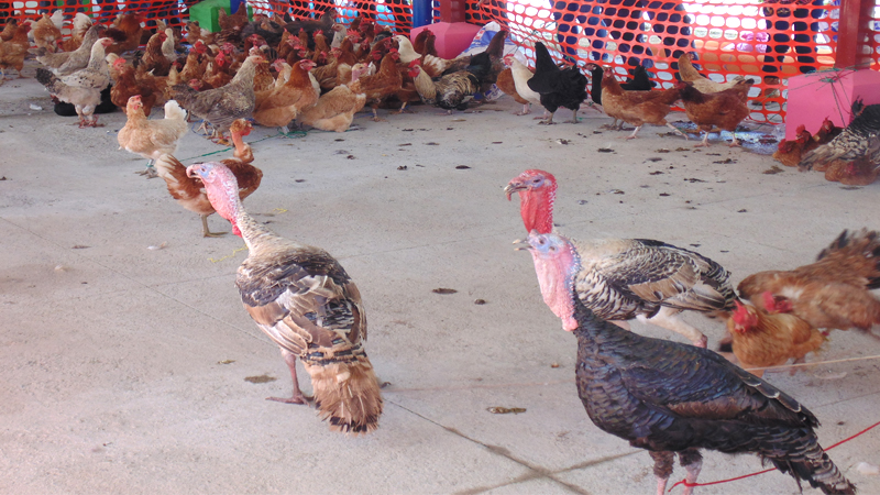 Venta de gallinas y chompipes.