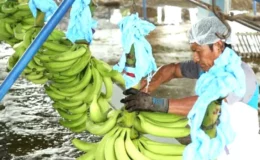 Producción de plátano crece en Nicaragua