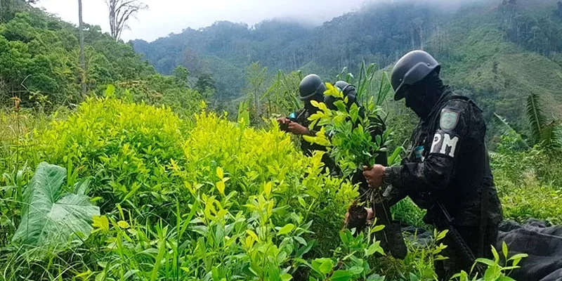 Policía Militar destruyó más 80 mil arbustos de coca