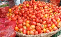 La libra de tomate aumentó su precio en el Mercado de Juigalpa y ahora se compra en 35 y 40 córdobas