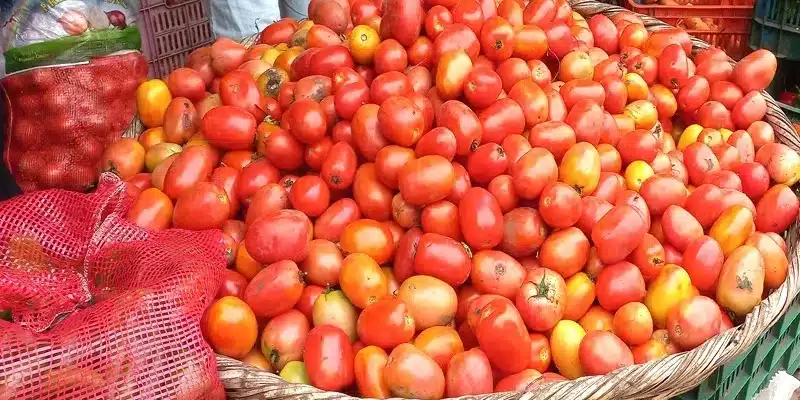 La libra de tomate aumentó su precio en el Mercado de Juigalpa y ahora se compra en 35 y 40 córdobas