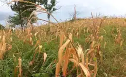 Cambio Climática afectó la producción de granos básicos en la zona seca de Chontales