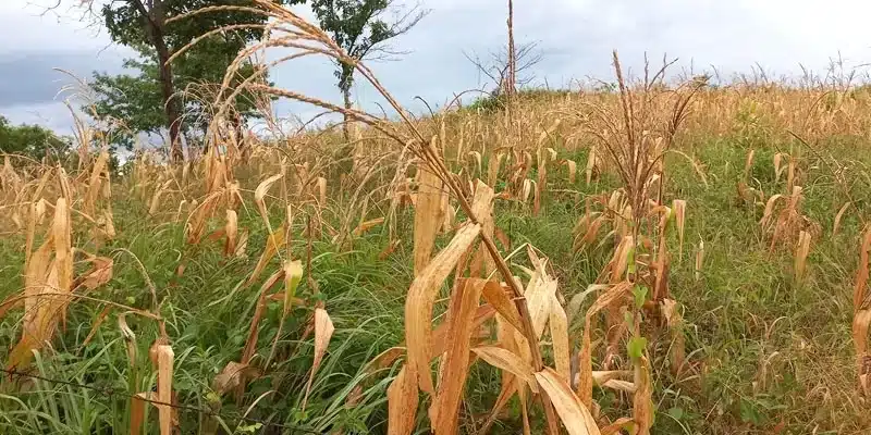 Cambio Climática afectó la producción de granos básicos en la zona seca de Chontales