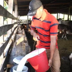 Siuna…un municipio de alta producción láctea en el Caribe Norte