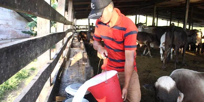 Siuna…un municipio de alta producción láctea en el Caribe Norte