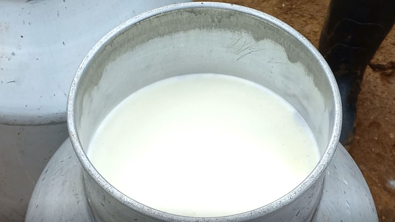 Producción de leche está estable en diferentes puntos del país.