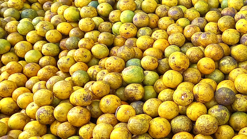 La naranja dulce incrementó su valor en el Mercado Central de Juigalpa. 