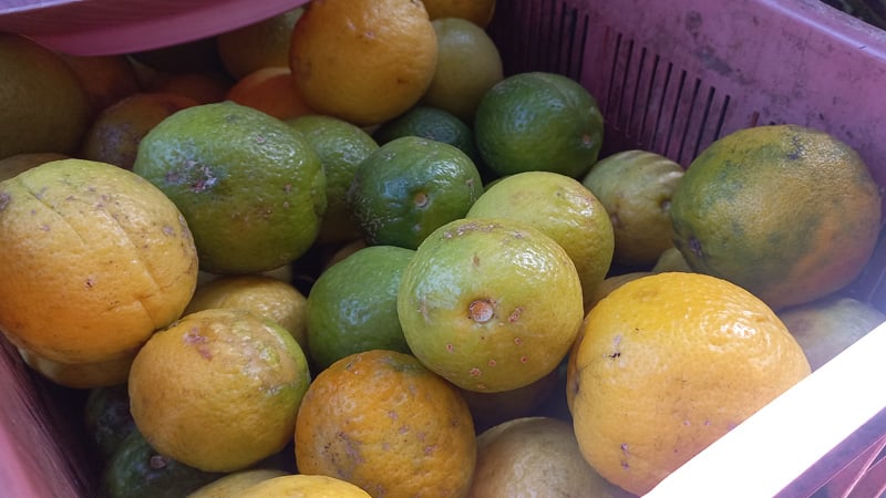 Limones a la venta en los distintos puestos de ventas del Mercado de Juigalpa.  