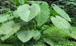 Agricultores de Valle del Cedro apuestan por el cultivo de quequisque