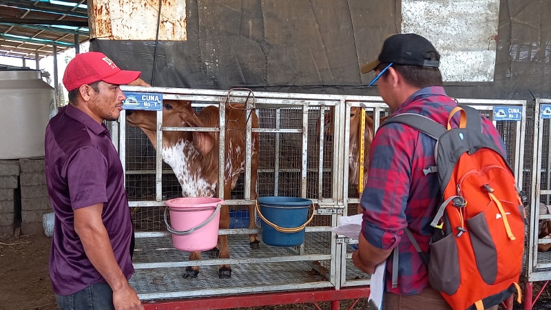 Pequeños ganaderos capacitados en nuevas técnicas para producir más leche. 
