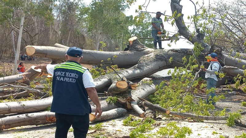 El profesor Gerson Santiago, dirige la tala del árbol de ceiba.