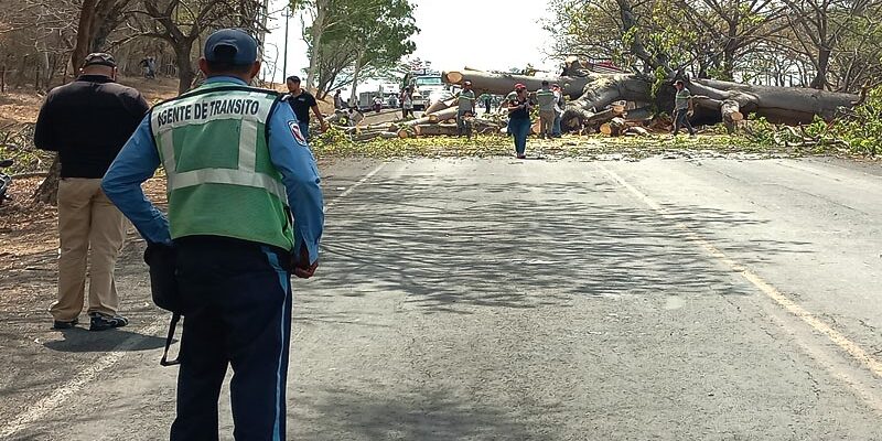 Árbol que era un peligro eminente para vehículos y peatones, fue derribado