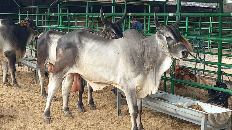 Ganado Guzerat en la Feria que se realiza en Juigalpa. 