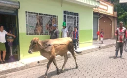 Presidente de la fiesta de Juigalpa, confirma el buen éxito de las primeras rifas del ternero