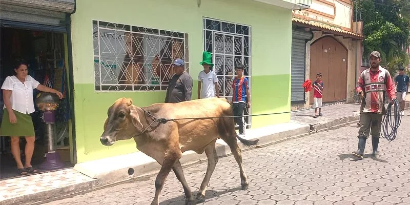 Presidente de la fiesta de Juigalpa, confirma el buen éxito de las primeras rifas del ternero