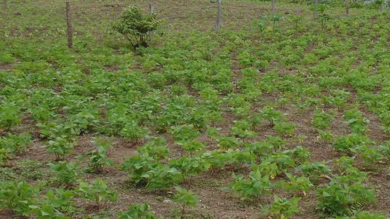 Cultivo de frijol rojo-Fotos de Punto Noticioso.