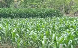 Con la llegada de las primeras lluvias y los agricultores iniciaron en Chontales la siembra de primera