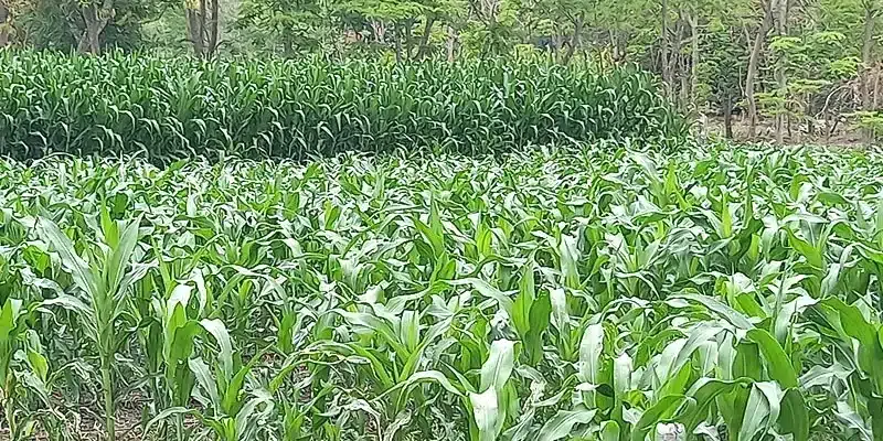 Con la llegada de las primeras lluvias y los agricultores iniciaron en Chontales la siembra de primera