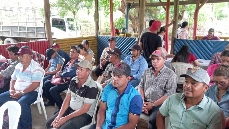 Agricultores de Chontales beneficiados con cormos de plátanos.