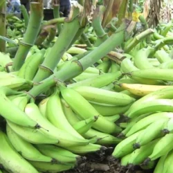 Promueven en Chontales el cultivo de plátano
