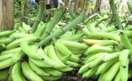 Promueven en Chontales el cultivo de plátano