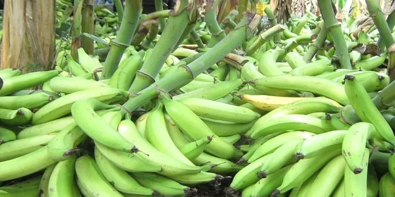 Promueven en Chontales el cultivo de plátano