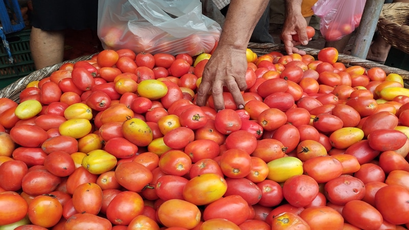 La libra de tomate bajó de precio en el Mercado Central de Juigalpa. 