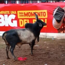 Tres toreros improvisados resultaron heridos en la barrera de Juigalpa