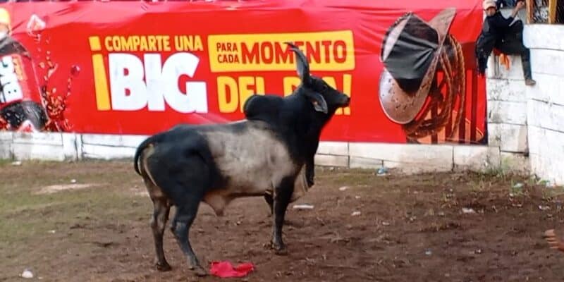 Tres toreros improvisados resultaron heridos en la barrera de Juigalpa