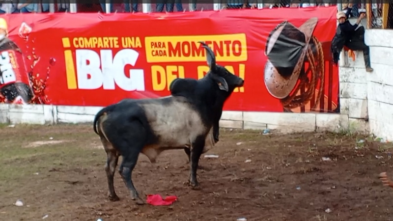 Corridas de toros en la barrera de Juigalpa-Foto Punto Noticioso.