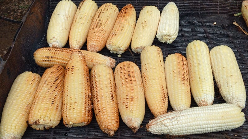 Elotes asados se van a exponer en el Festival Departamental del Maíz-Fotos de Punto Noticioso. 