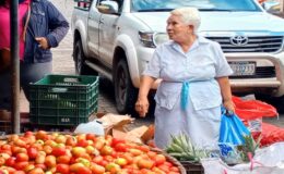 El tomate mantiene su valor, mientras la zanahoria, la chiltoma y el repollo bajaron de precios