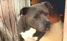 Perro pitbull ataca a niña de 4 años en Carazo