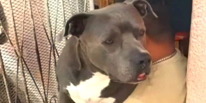 Perro pitbull ataca a niña de 4 años en Carazo