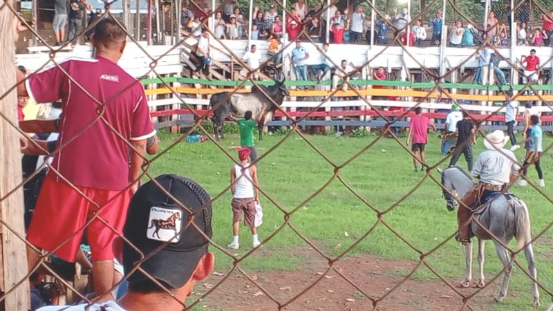 Toro el centenario listo para envestir-foto Punto Noticioso. 