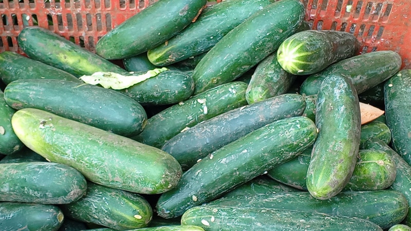 Pepino más caro en el mercado central de Juigalpa-Fotos de Punto Noticioso. 