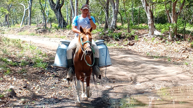 Hay buena producción de leche en Chontales. 