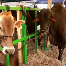 Feria Agropecuaria “Ríos de Leche” dinamizará la economía de Chontales