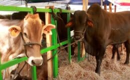 Feria Agropecuaria “Ríos de Leche” dinamizará la economía de Chontales