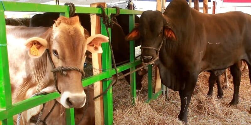 Feria Agropecuaria “Ríos de Leche” dinamizará la economía de Chontales