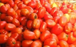 En el Mercado Central de Juigalpa el tomate tiene nuevo precio