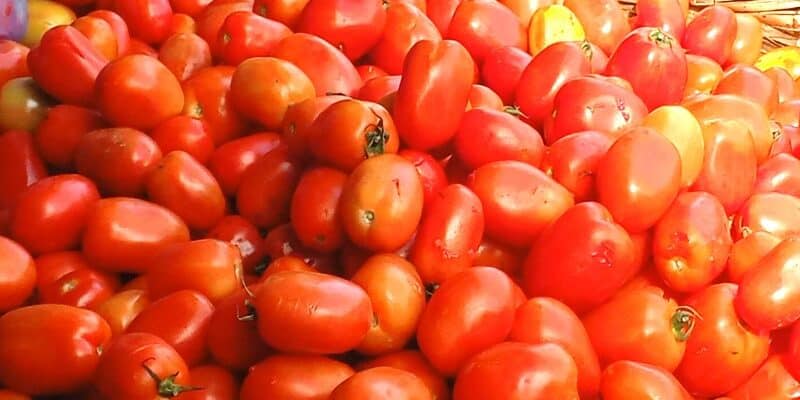 En el Mercado Central de Juigalpa el tomate tiene nuevo precio