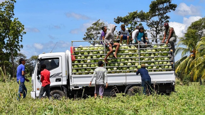 El traslado de sandías del cultivo a los puestos de distribución. 