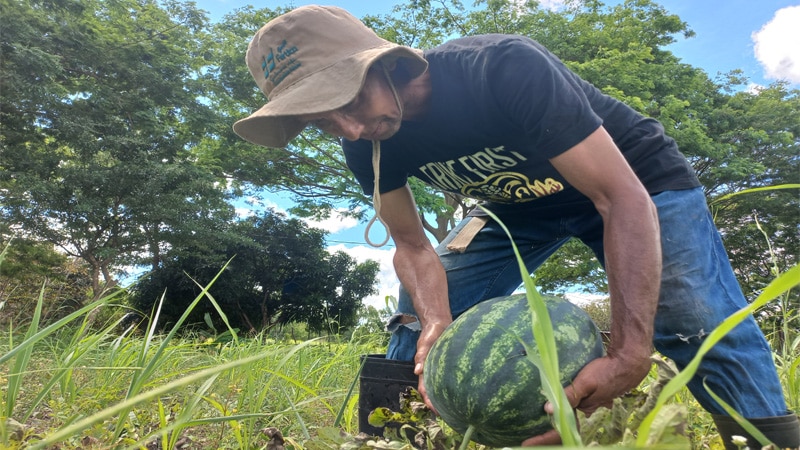 El cultivo de sandías en comunidades cercanas a Juigalpa. 