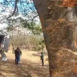 Conductor de camioncito se durmió al volante y terminó estrellándose en un árbol de Guanacaste