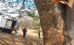 Conductor de camioncito se durmió al volante y terminó estrellándose en un árbol de Guanacaste